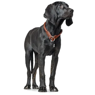 HUNTER Collier de dressage R&S Canadian UP, noir