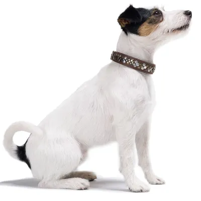 HUNTER Collier Arizona UP, brune