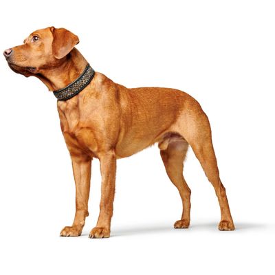 HUNTER Hundehalsband Arizona Up