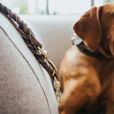 HUNTER Laisse réglable Solid Education Duo, cognac/olive