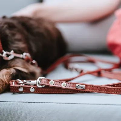 HUNTER Laisse réglable Canadian Up, brun