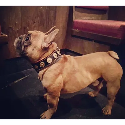 Bijou Halsband