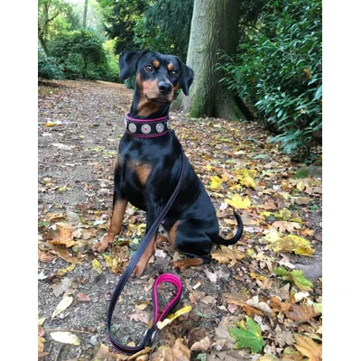 Bijou Halsband in schwarz/pink