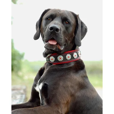 Bijou collar black & red
