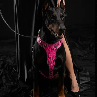 Das Geschirr Rock Python PINK Das Geschirr Rock Python PINK