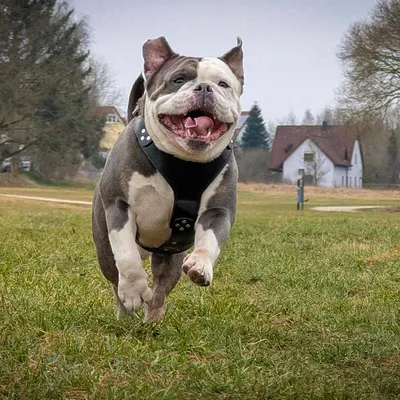 Das Style Brustgeschirr Schwarz Das Style Brustgeschirr Schwarz