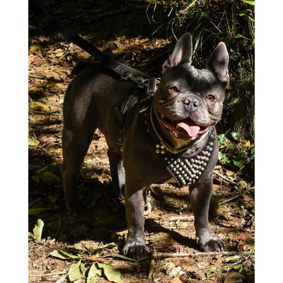 Bestia Frenchie Brustgeschirr