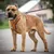Maximus Silber Brustgeschirr