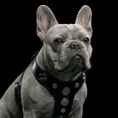 Bijou Geschirr in Schwarz / Blue