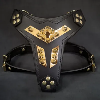 Bestia Custom Dog Gear - Le harnais Midas Or