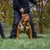 Harnais pour chien en cuir Midas doré taille moyenne Harnais pour chien en cuir Midas doré taille moyenne