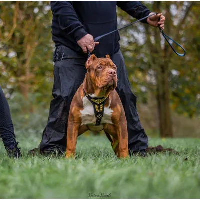 Harnais pour chien en cuir Midas doré taille moyenne Harnais pour chien en cuir Midas doré taille moyenne
