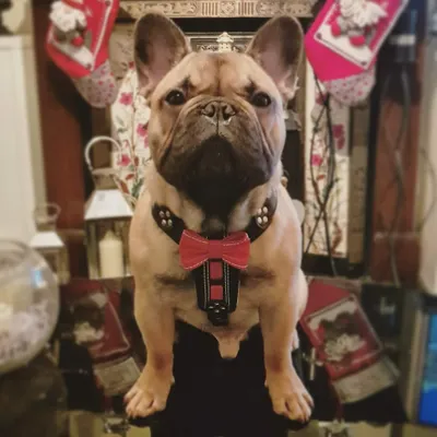 Bestia Bowtie Echtleder Brustgeschirr