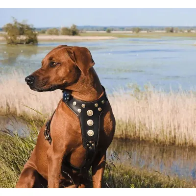 Bijou harness Black & Orange for big dogs Bijou harness Black & Orange for big dogs