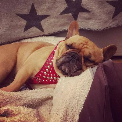Star Geschirr Frenchie Größe