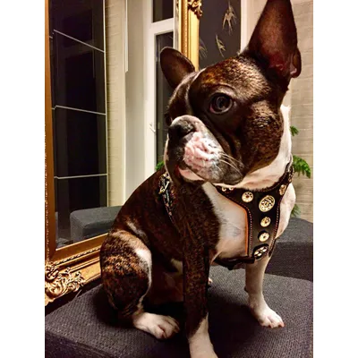 Das Bijou Geschirr in Gold & Orange