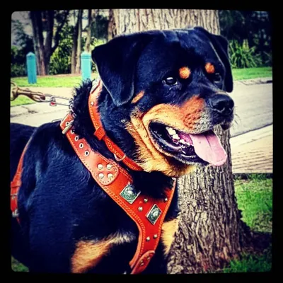 Eros Brustgeschirr braun