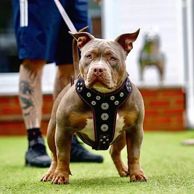 Geschirr Bijou in Schwarz und Pink für große Hunde