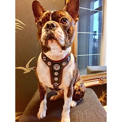 Bijou Geschirr in Schwarz / Pink
