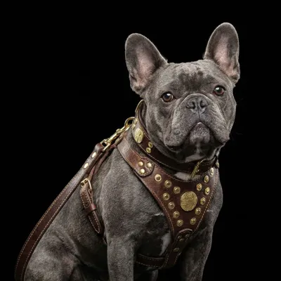 Das Maximus Echtleder Das Maximus Echtleder