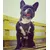 Bestia Frenchie Brustgeschirr