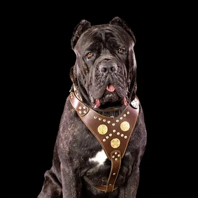 Das Maximus Echtleder