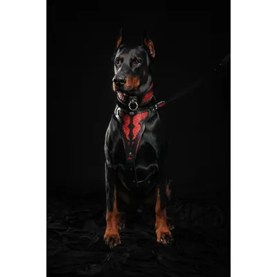 Das Red Dragon-Geschirr