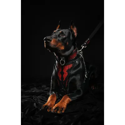 Das Red Dragon-Geschirr