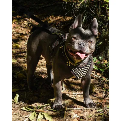 Bestia Frenchie Brustgeschirr