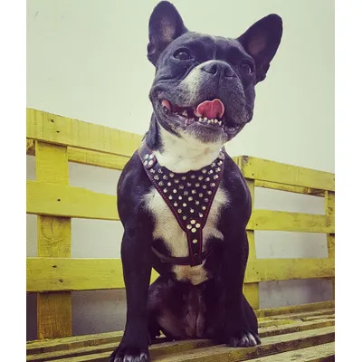 Bestia Frenchie Brustgeschirr