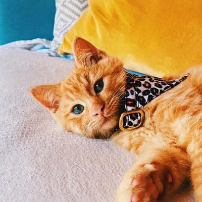 French Bandit - Bandana pour chat motif léopard