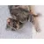 French Bandit - Collier pour chat vichy