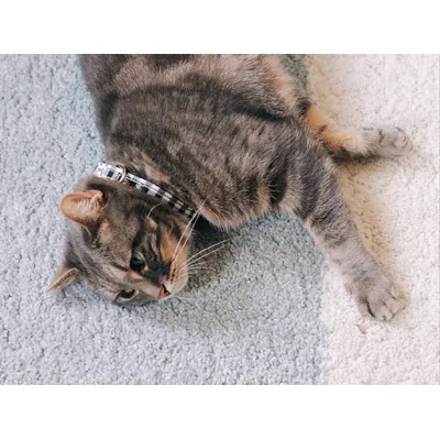 French Bandit - Collier pour chat vichy