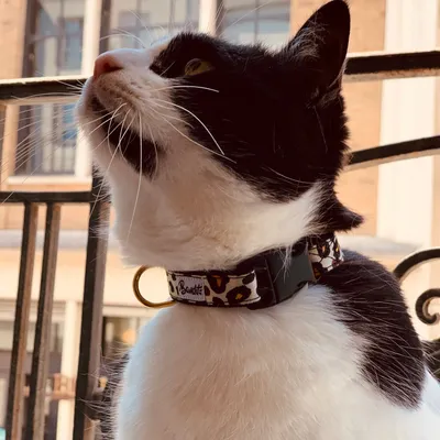French Bandit - Collier pour chat motif léopard