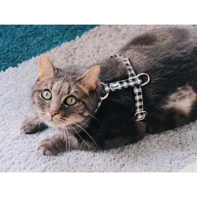 French Bandit - Harnais pour chat vichy French Bandit - Harnais pour chat vichy