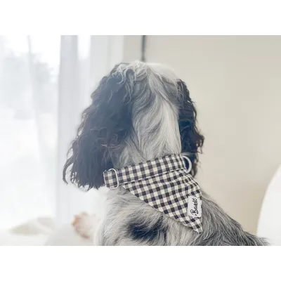 French Bandit - Bandana pour chien vichy