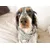 French Bandit - Bandana pour chien vichy