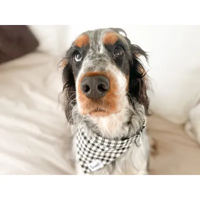 French Bandit - Bandana pour chien vichy