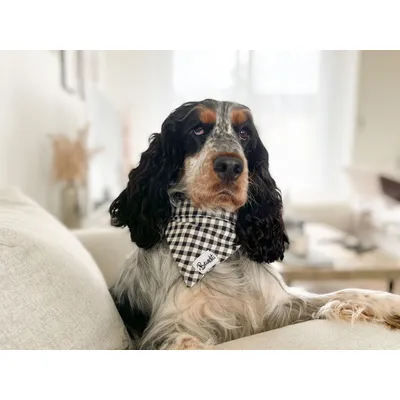 French Bandit - Bandana pour chien vichy