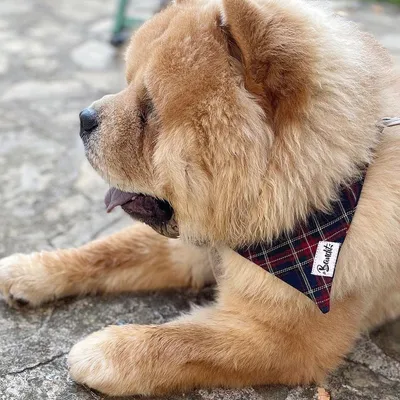 French Bandit - Bandana pour chien tartan