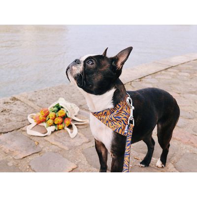 French Bandit - Bandana tigré orange et bleu