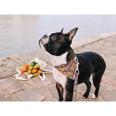 French Bandit - Bandana tigré orange et bleu