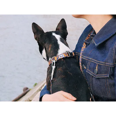 French Bandit - Collier motif tigré orange et bleu