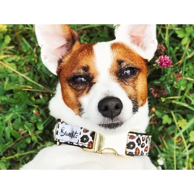 French Bandit - Collier pour chien léopard