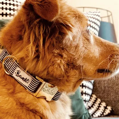 French Bandit - Collier pour chien motif marin