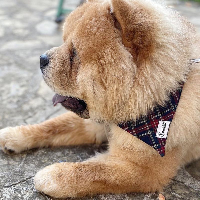French Bandit - Bandana pour chien tartan