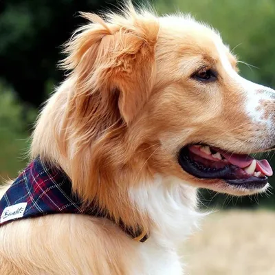 French Bandit - Bandana pour chien tartan