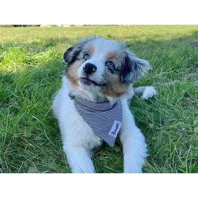 French Bandit - Bandana pour chien rayé bleu et blanc