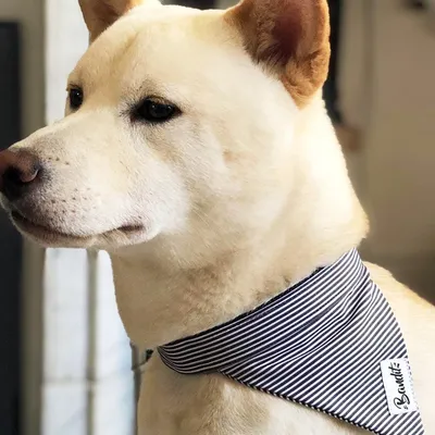 French Bandit - Bandana pour chien rayé bleu et blanc