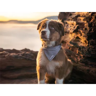 French Bandit - Bandana pour chien rayé bleu et blanc